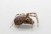 lentehangmatspin (neriene montana) 10-2014 0940